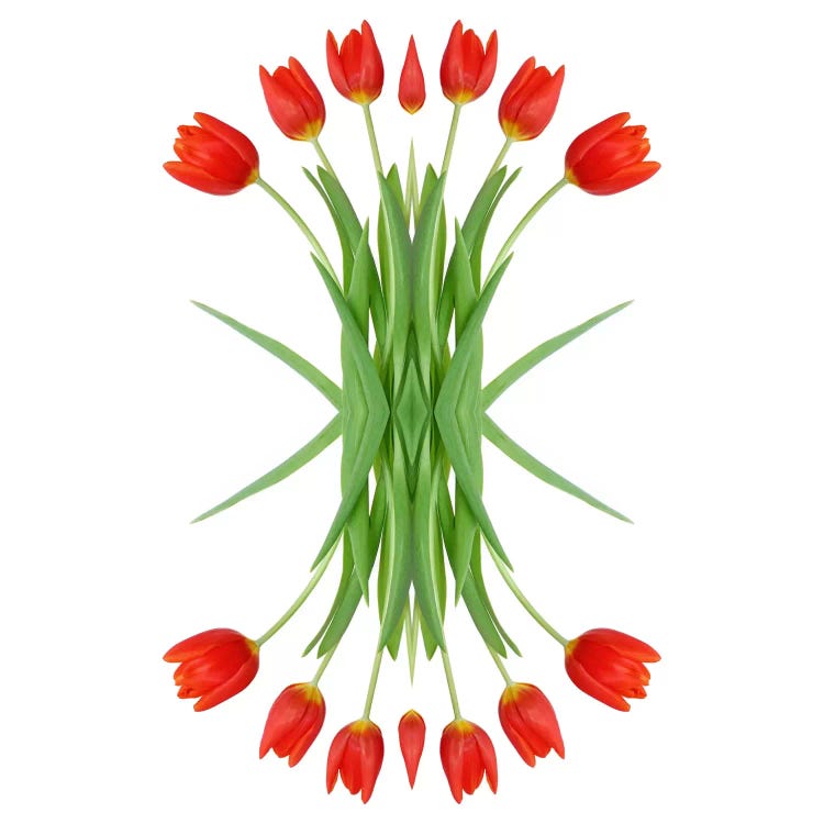Red Tulip Mirror