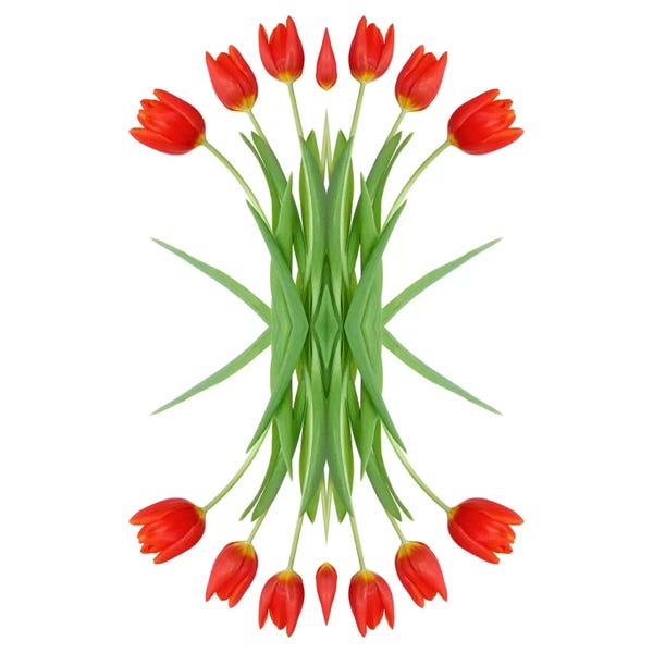 Alyson Fennell: Red Tulip Mirror by Alyson Fennell