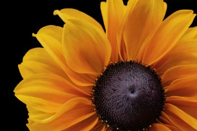 Rudbeckia 'Indian Summer' by Alyson Fennell art print