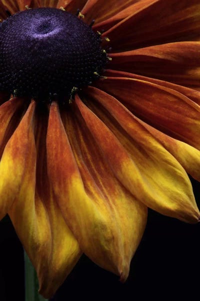 Alyson Fennell: Rudbeckia Summerina by Alyson Fennell