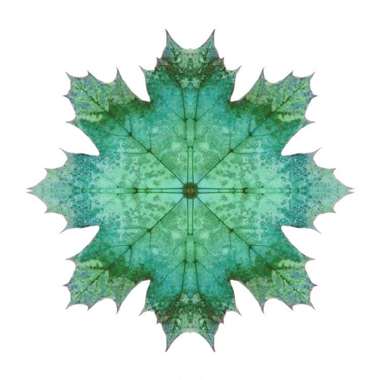 Teal Maple Leaf Star I