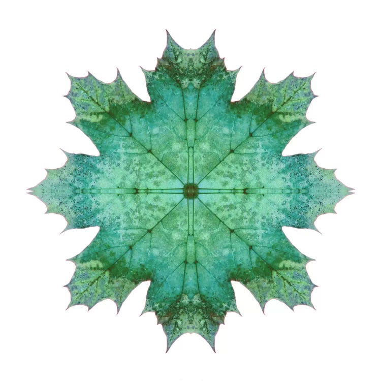 Teal Maple Leaf Star I by Alyson Fennell wall art