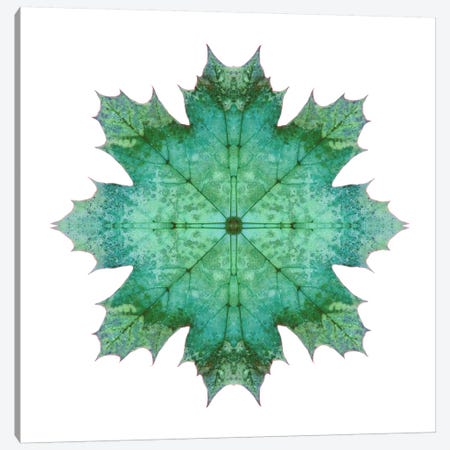 Teal Maple Leaf Star I Canvas Print #FEN56} by Alyson Fennell Canvas Print