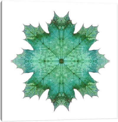 Teal Maple Leaf Star I Canvas Art Print - Alyson Fennell