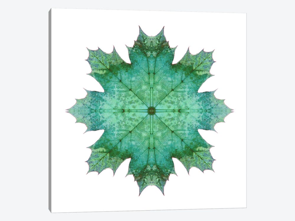 Teal Maple Leaf Star I by Alyson Fennell 1-piece Canvas Artwork