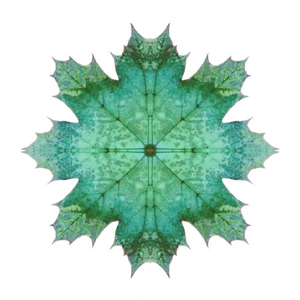 Alyson Fennell: Teal Maple Leaf Star I by Alyson Fennell