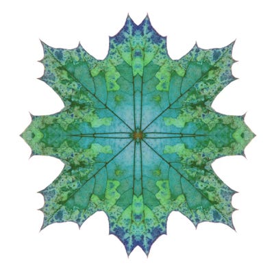 Teal Maple Leaf Star II by Alyson Fennell acrylic art print