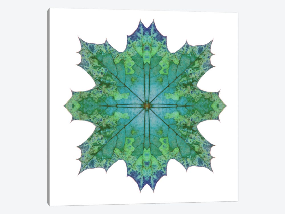 Teal Maple Leaf Star II by Alyson Fennell 1-piece Canvas Print