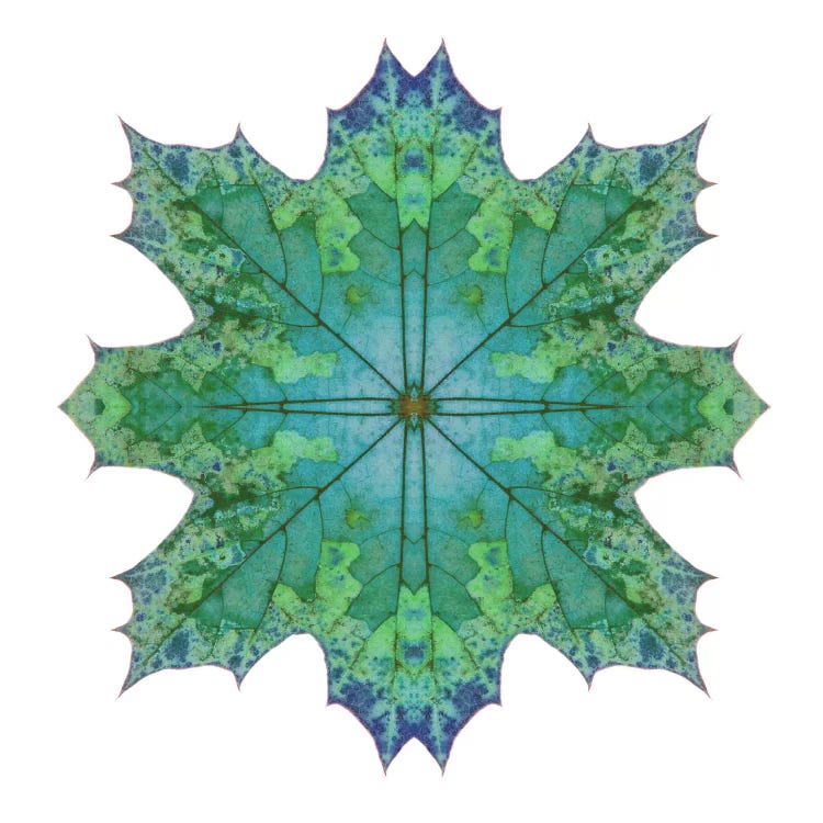 Teal Maple Leaf Star II by Alyson Fennell canvas print