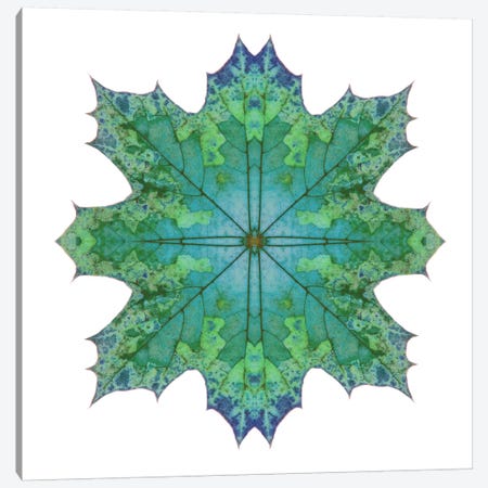Teal Maple Leaf Star II Canvas Print #FEN57} by Alyson Fennell Canvas Print
