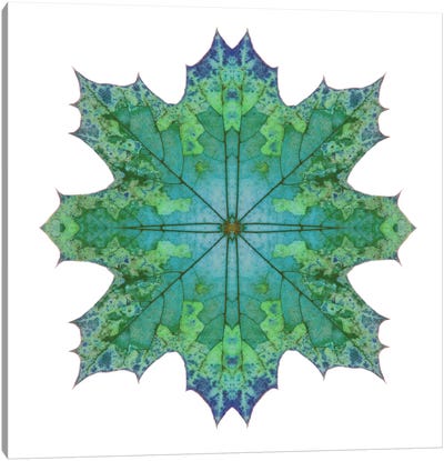 Teal Maple Leaf Star II Canvas Art Print - Alyson Fennell