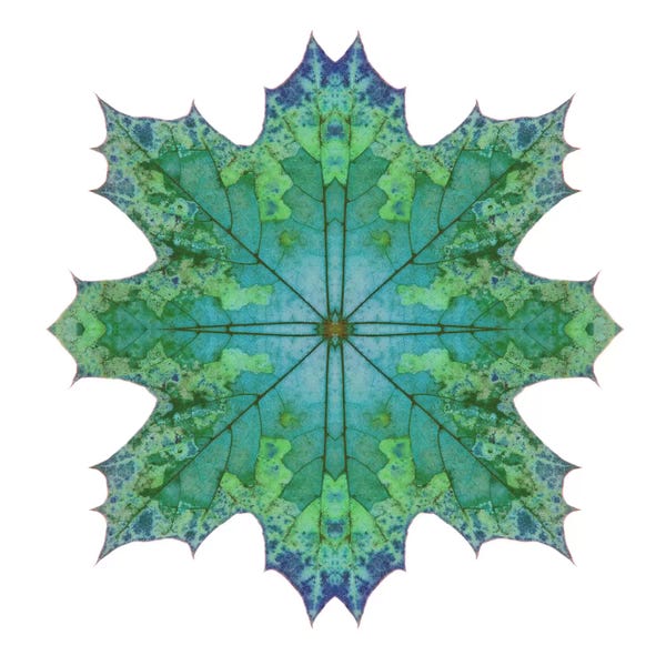 Alyson Fennell: Teal Maple Leaf Star II by Alyson Fennell