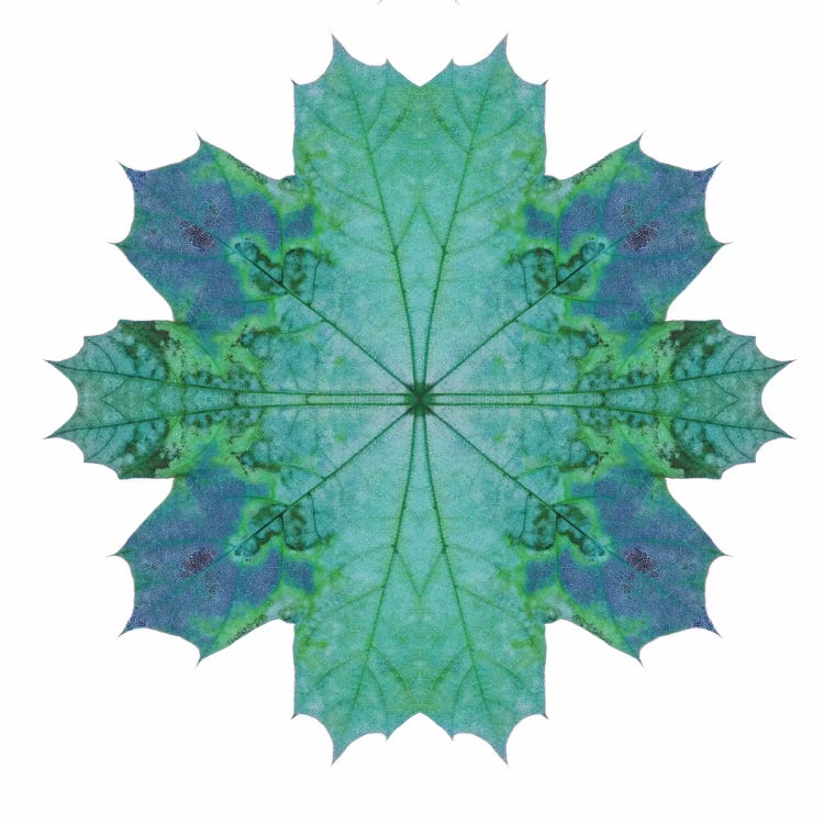 Teal Maple Leaf Star III by Alyson Fennell canvas print