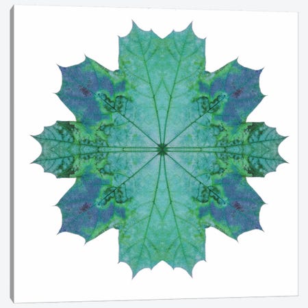 Teal Maple Leaf Star III Canvas Print #FEN58} by Alyson Fennell Canvas Artwork