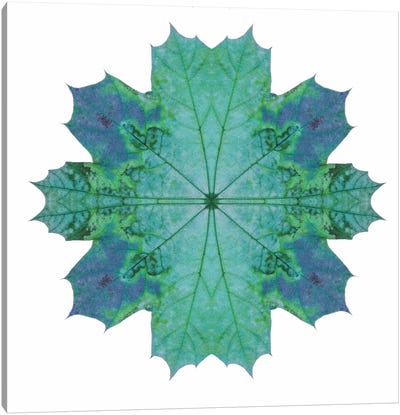 Teal Maple Leaf Star III Canvas Art Print - Alyson Fennell
