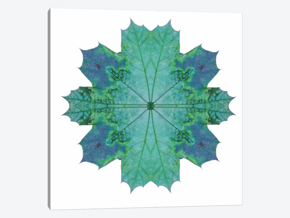 Teal Maple Leaf Star III by Alyson Fennell 1-piece Canvas Artwork
