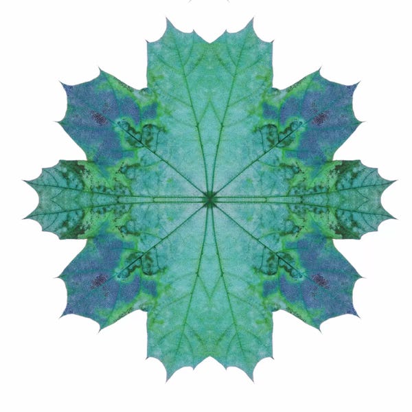 Alyson Fennell: Teal Maple Leaf Star III by Alyson Fennell