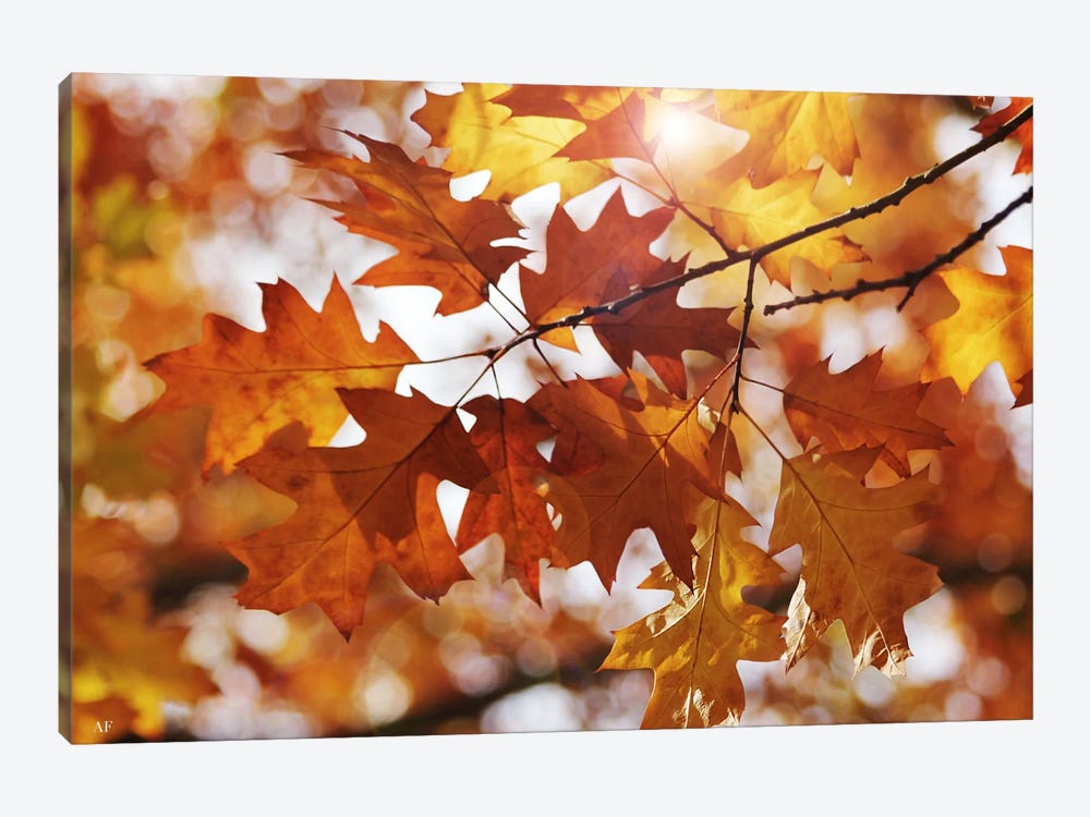Autumn Oak Leaves by Alyson Fennell 1-piece Canvas Wall Art
