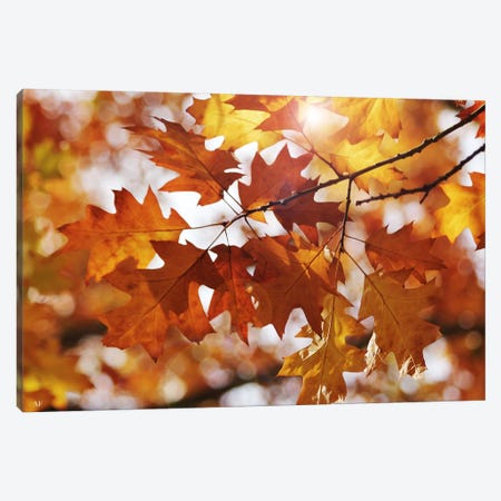Autumn Oak Leaves Canvas Print #FEN5} by Alyson Fennell Canvas Art Print