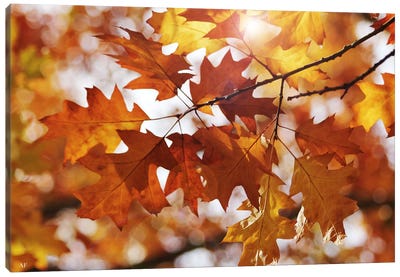 Autumn Oak Leaves Canvas Art Print - Oak Tree Art