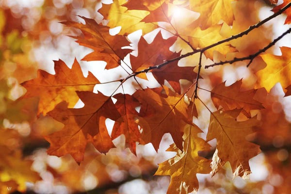 Oak Trees: Autumn Oak Leaves by Alyson Fennell