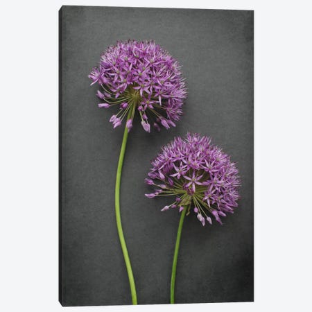 Allium Canvas Print #FEN60} by Alyson Fennell Art Print