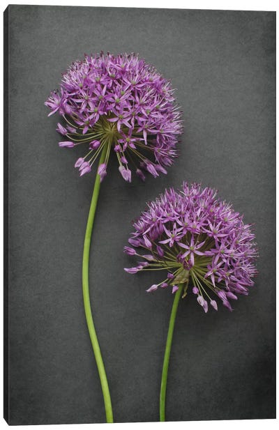 Allium Canvas Art Print - Still Life Photography