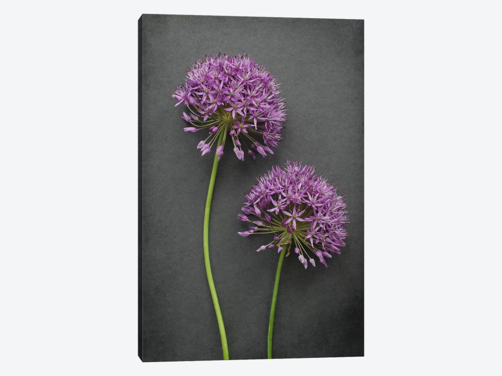 Allium by Alyson Fennell 1-piece Canvas Art Print
