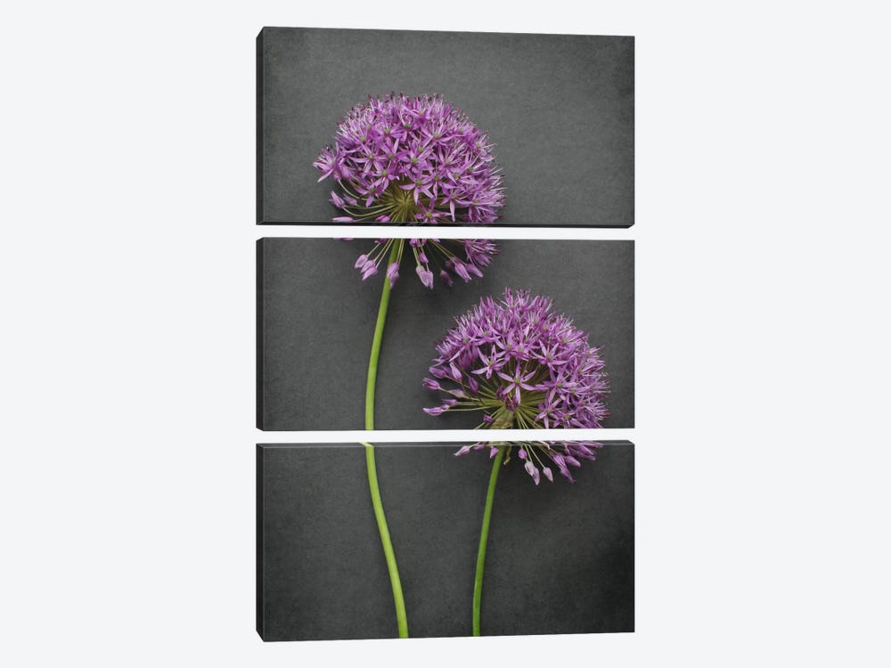 Allium by Alyson Fennell 3-piece Canvas Print