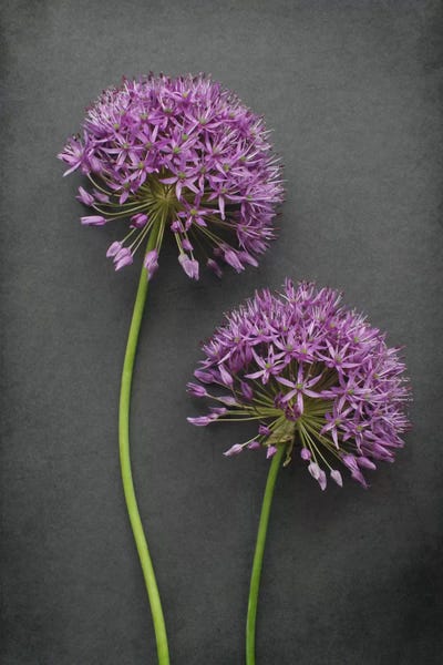 Alyson Fennell: Allium by Alyson Fennell