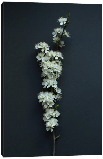 Blackthorn Blossom Canvas Art Print - Alyson Fennell