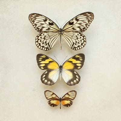 Butterflies Three by Alyson Fennell canvas print