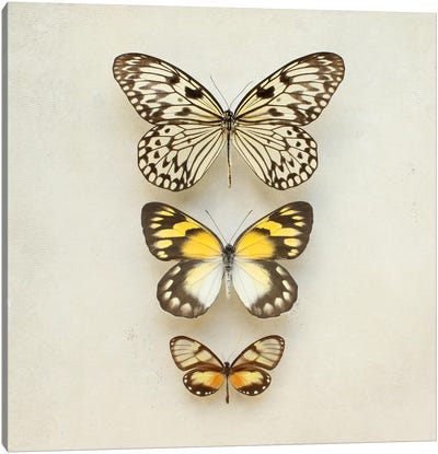 Butterflies Three Canvas Art Print - Shabby Chic Décor