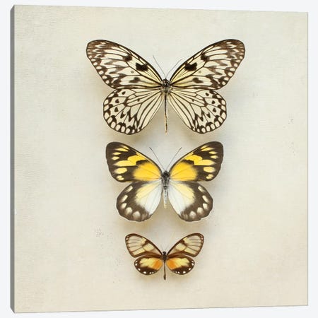 Butterflies Three Canvas Print #FEN62} by Alyson Fennell Canvas Print