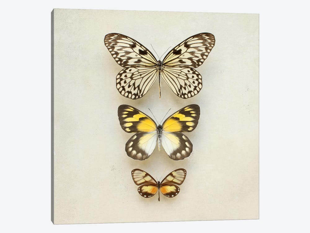 Butterflies Three by Alyson Fennell 1-piece Art Print