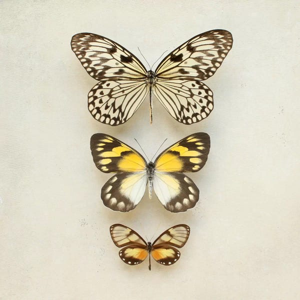 Alyson Fennell: Butterflies Three by Alyson Fennell