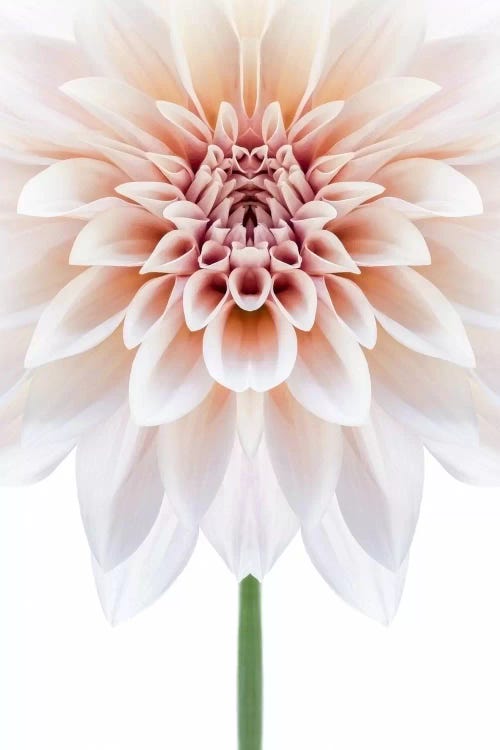 Cafe au Lait Dahlia Symmetry