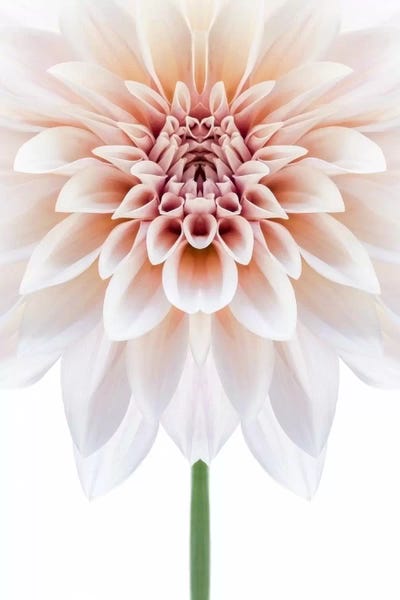Cafe au Lait Dahlia Symmetry
