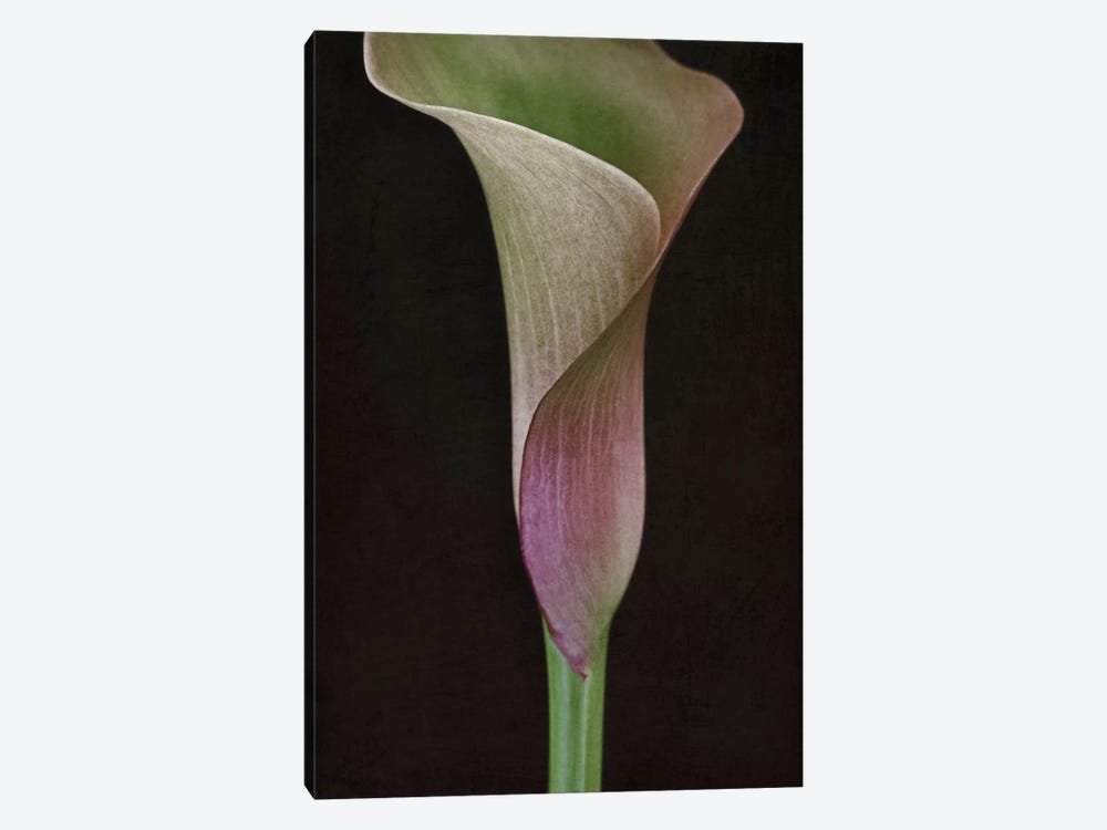 Calla Lily I by Alyson Fennell 1-piece Art Print