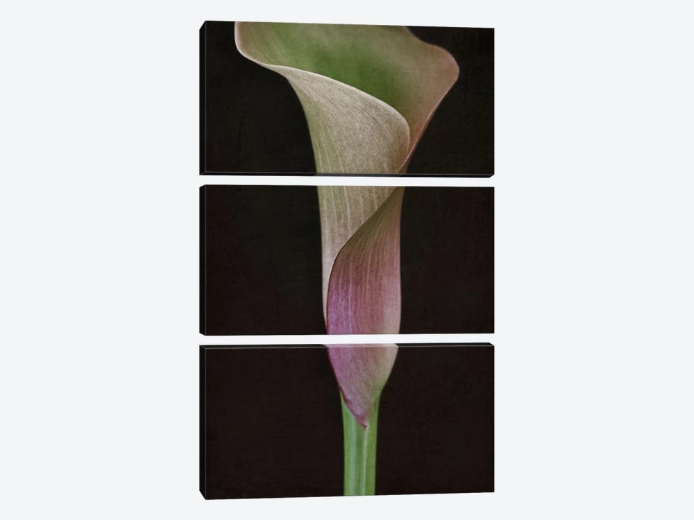 Calla Lily I by Alyson Fennell 3-piece Canvas Print