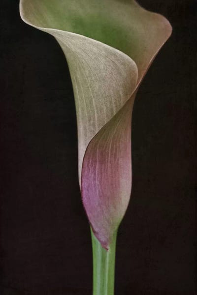 Alyson Fennell: Calla Lily I by Alyson Fennell