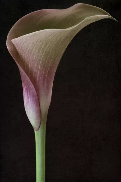 Alyson Fennell: Calla Lily II by Alyson Fennell