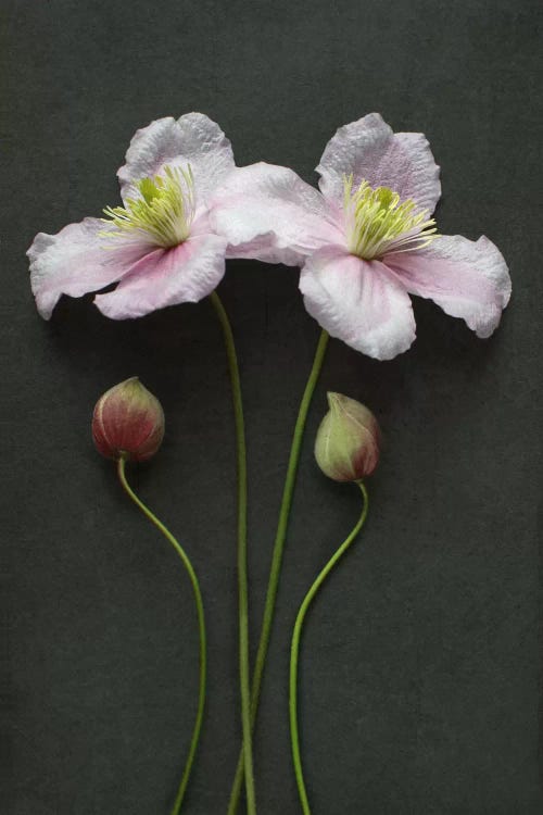 Clematis Flowers And Buds