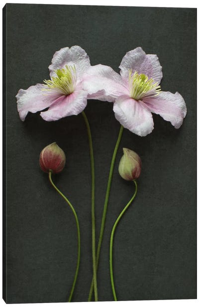 Clematis Flowers And Buds Canvas Art Print - Alyson Fennell