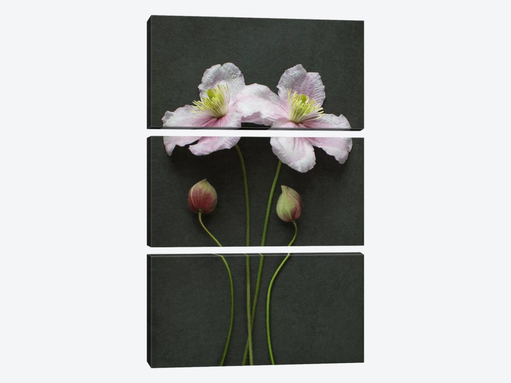 Clematis Flowers And Buds by Alyson Fennell 3-piece Canvas Print