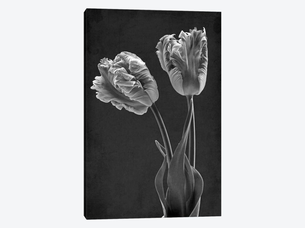 Mono Parrot Tulips by Alyson Fennell 1-piece Canvas Artwork
