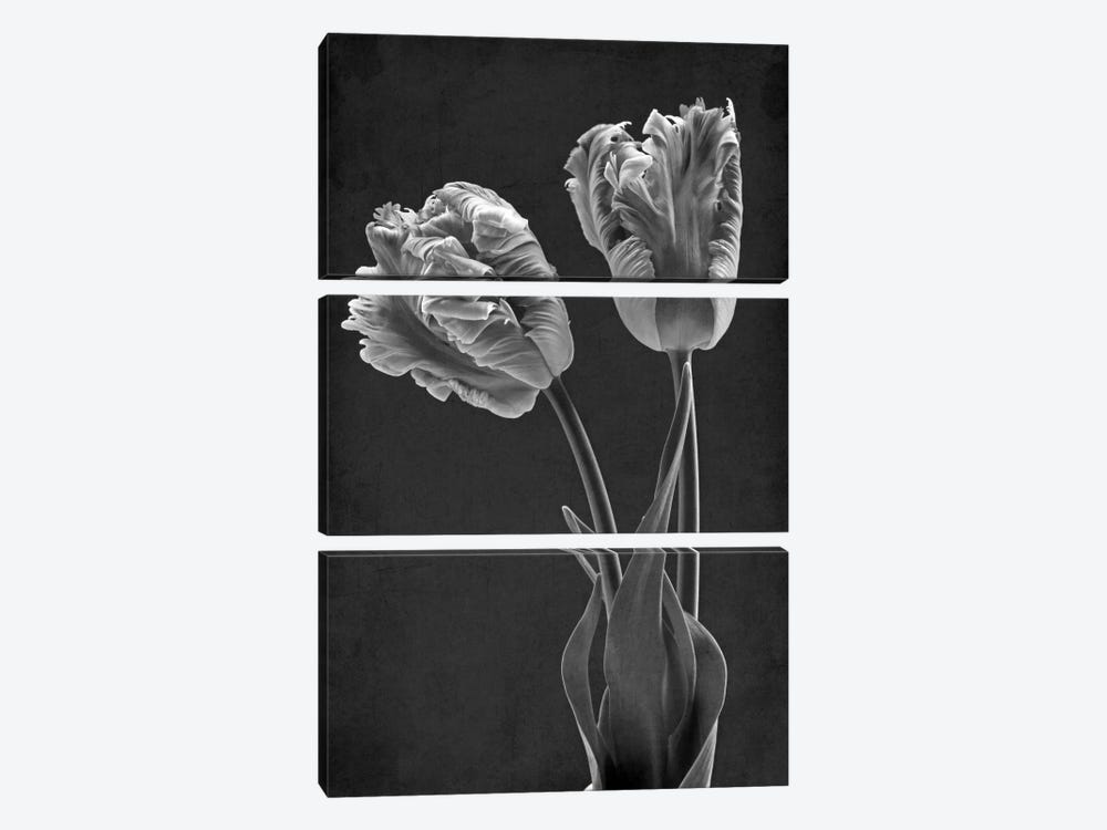 Mono Parrot Tulips by Alyson Fennell 3-piece Canvas Artwork