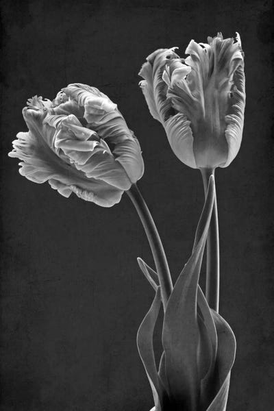Alyson Fennell: Mono Parrot Tulips by Alyson Fennell
