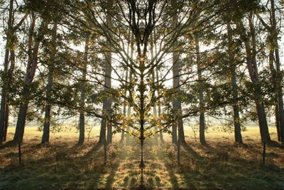 Morning Tree Sun Flare Symmetry by Alyson Fennell acrylic art print