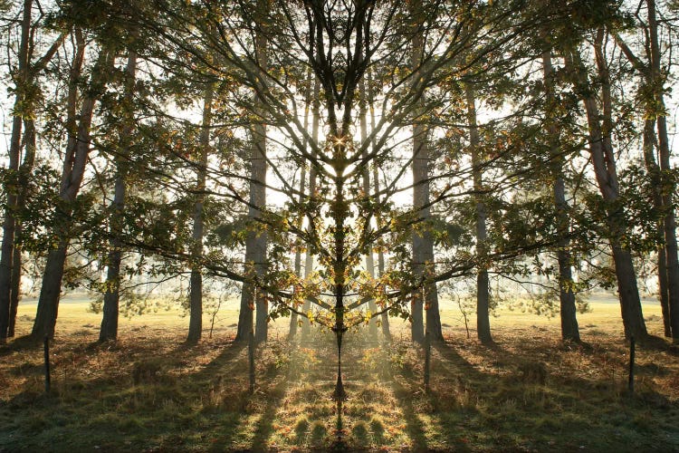 Morning Tree Sun Flare Symmetry
